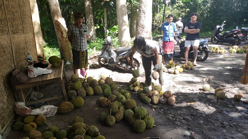 Perbekel Meninjau Koperasi Hutan Desa Pulukan 